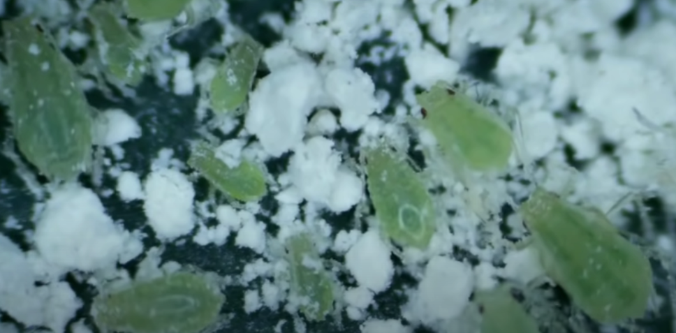 aphids eating diatomaceous bought in Australia